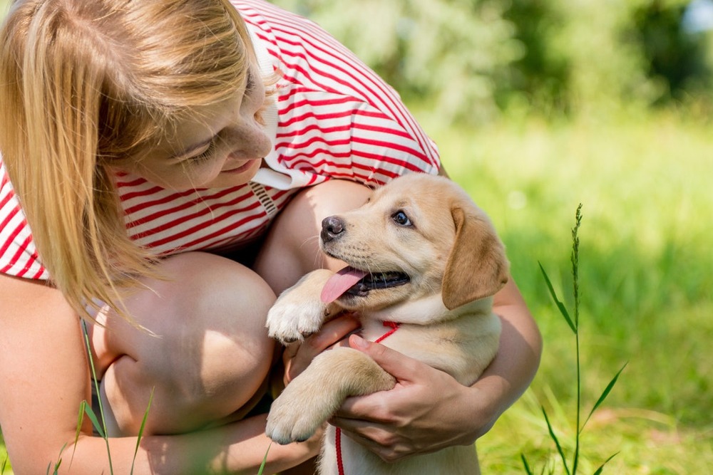 Dog resting on a bed indoors