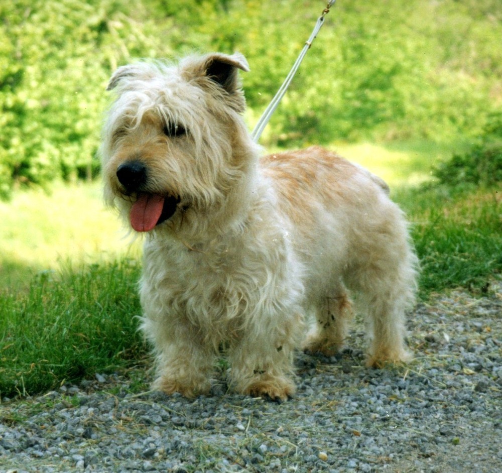Glen of Imaal Terrier outdoors with wiry coat visible