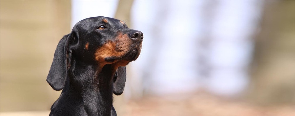 Austrian Black and Tan Hound standing outdoors