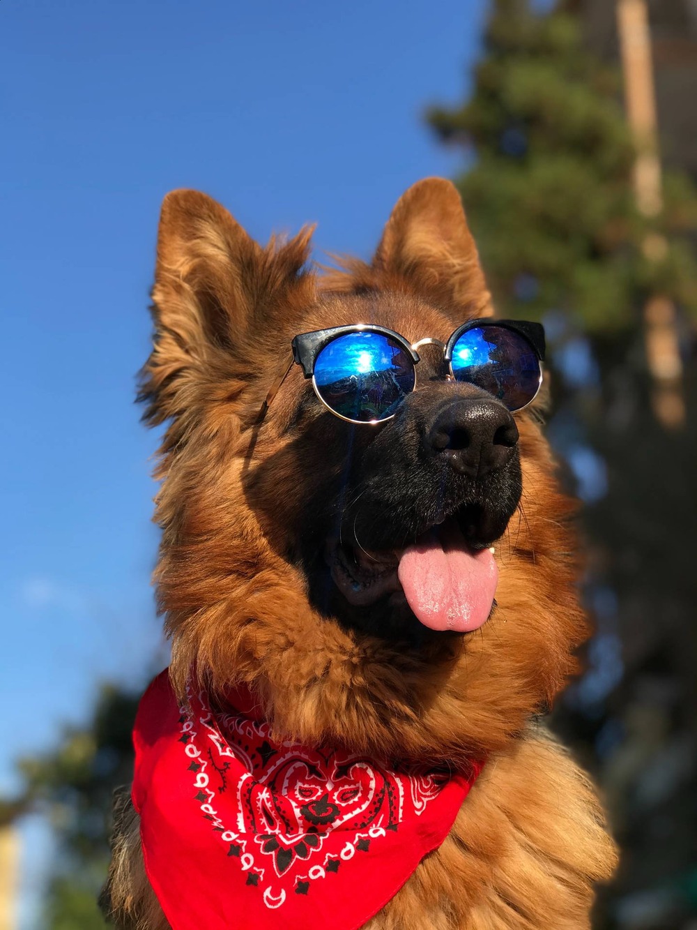 German Shepherd looking forward in close-up
