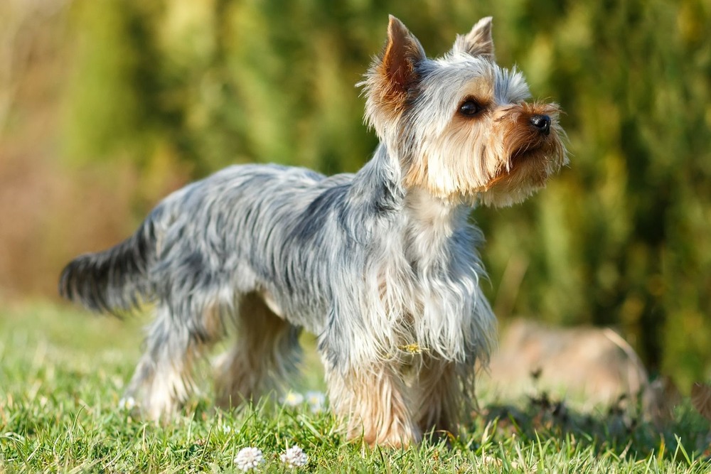 Yorkshire Terrier standing with long silky coat