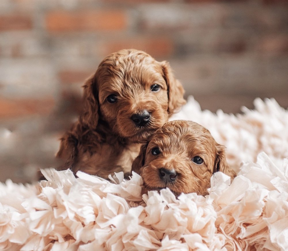 Goldendoodle puppy looking up attentively