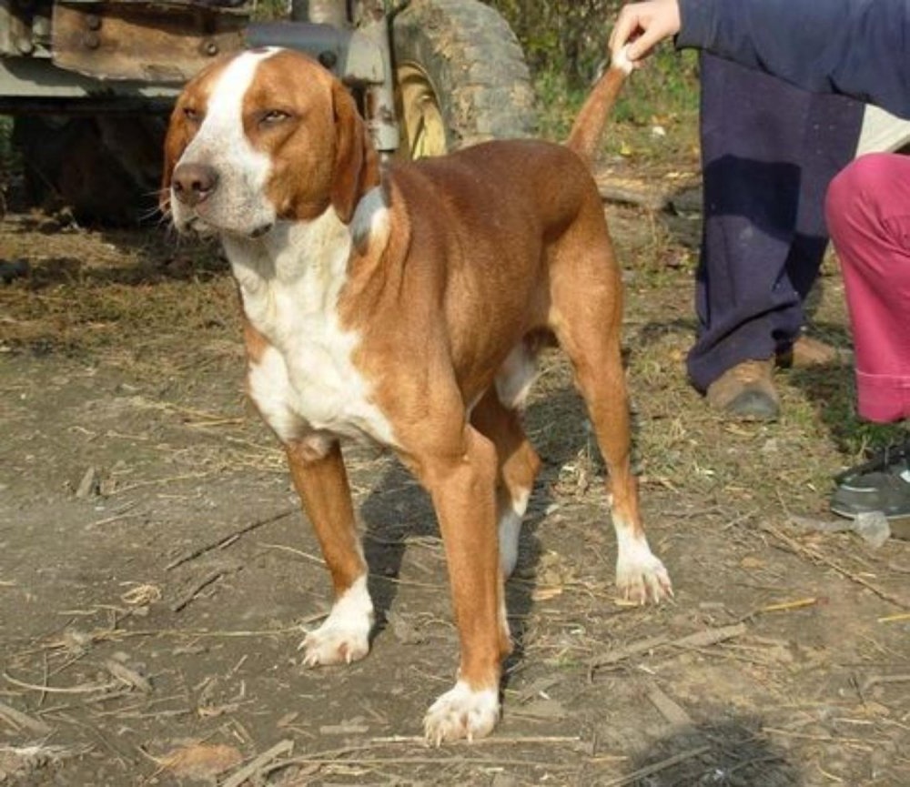 Posavac Hound standing outdoors