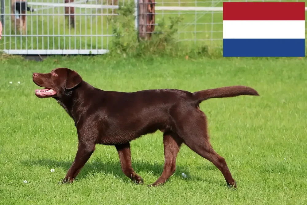 Dog walking calmly on a lead