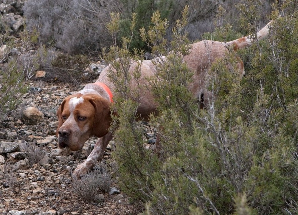 Pachon Navarro looking attentive