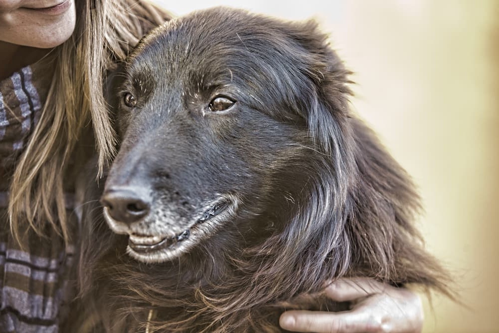 Dog joint and limb movement in a clinical context