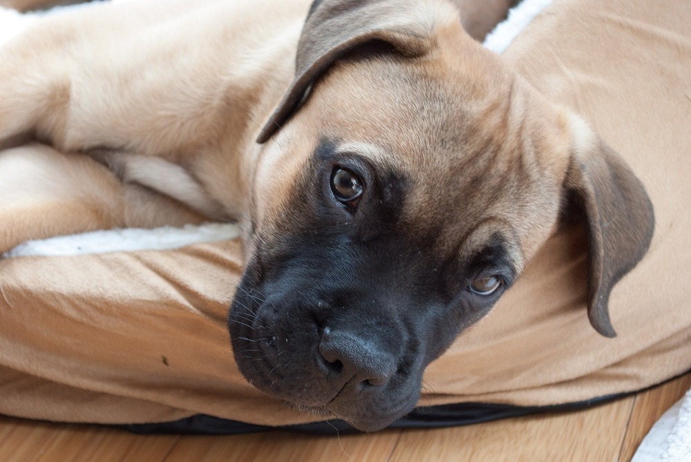 Mastiff sitting beside owner outdoors