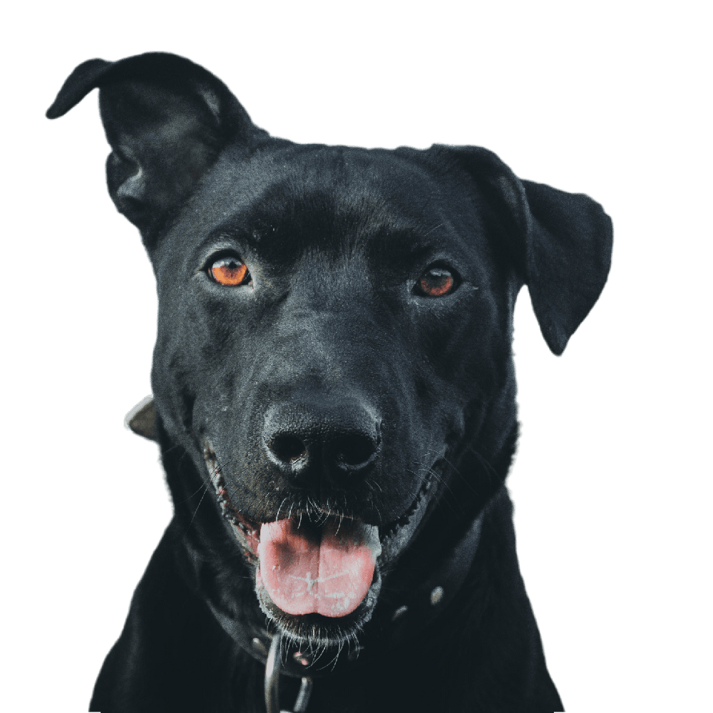 Ca Me Mallorqui moving through grass