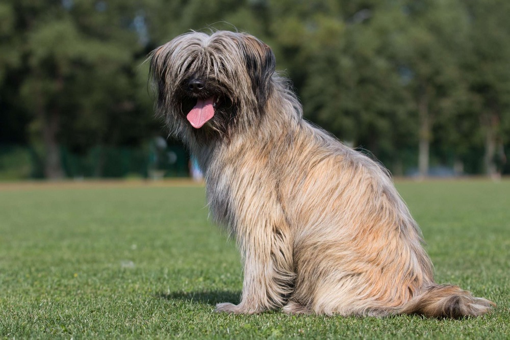 Pyrenean Shepherd standing outdoors