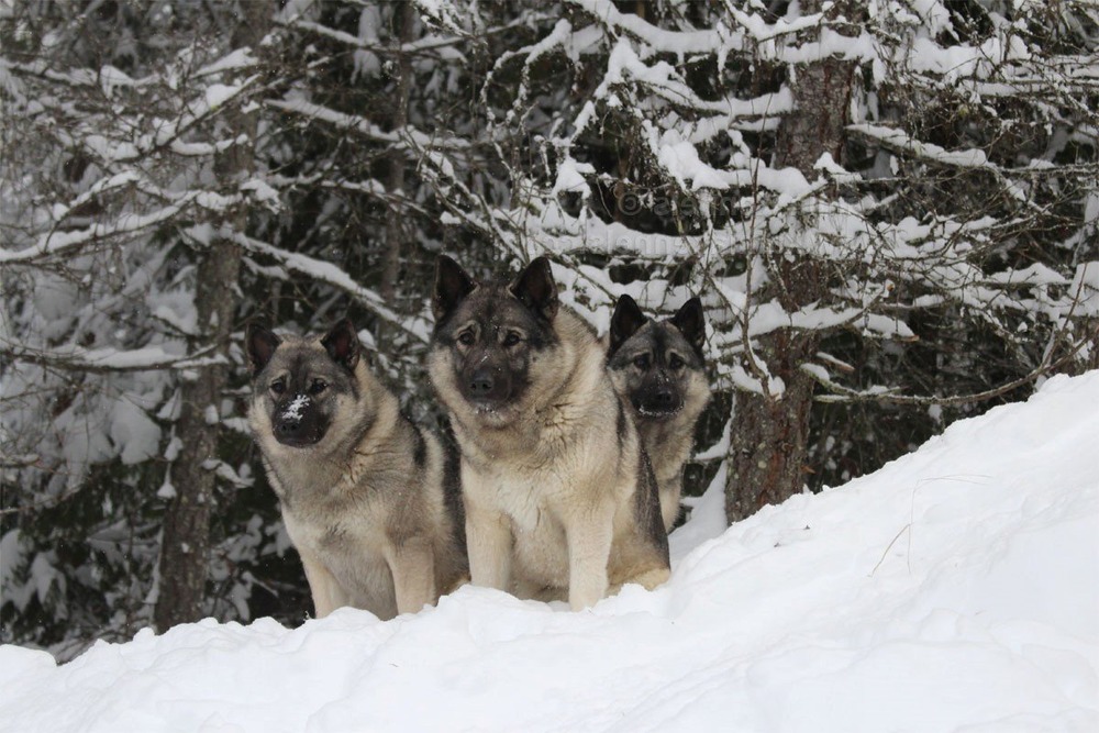 Hallefors Elkhound looking attentive