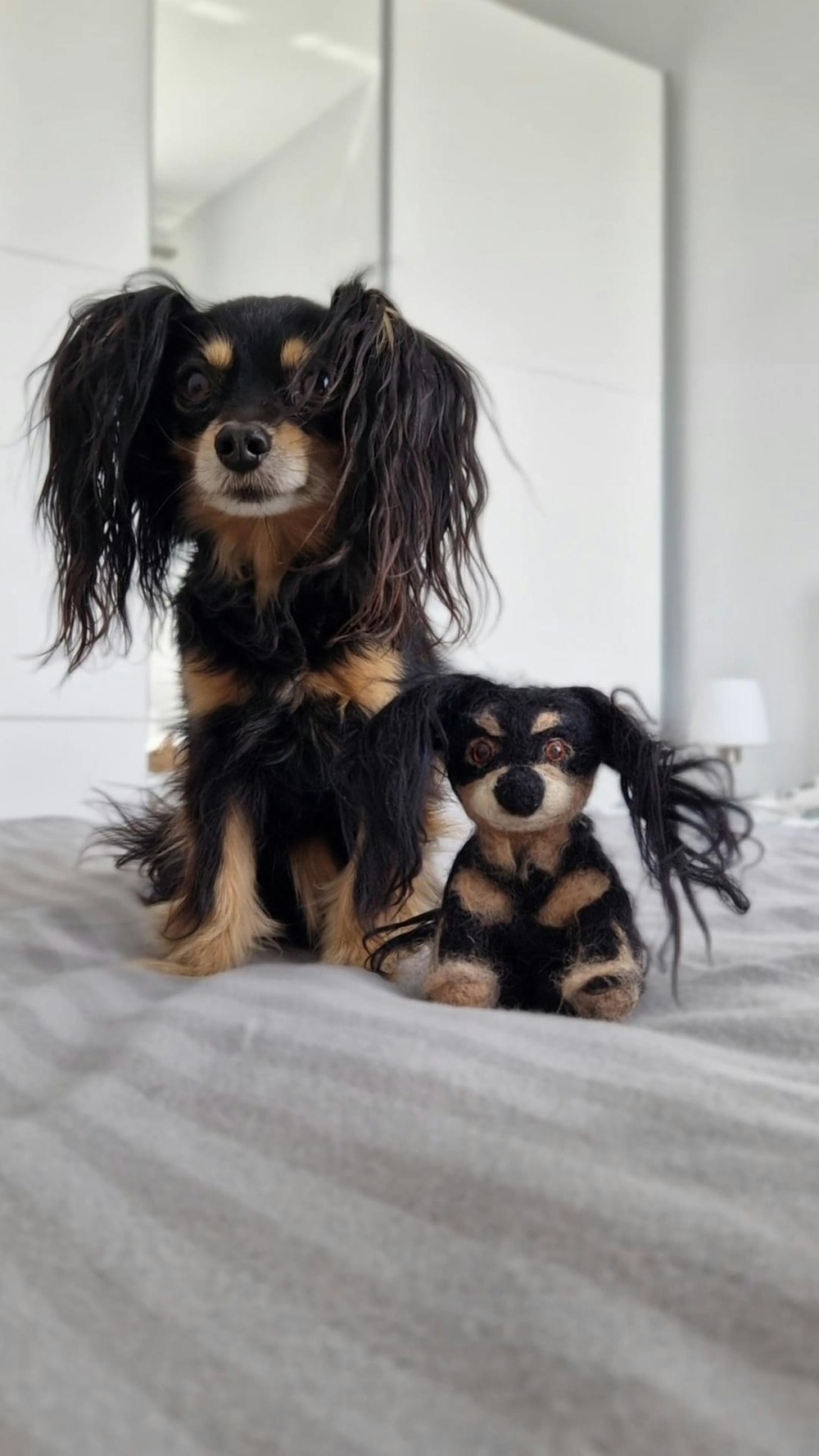 Toy dog resting indoors