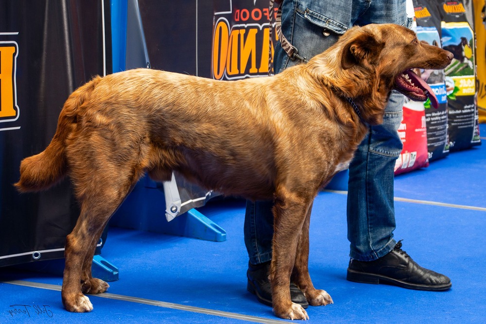 Perro Majorero standing in profile
