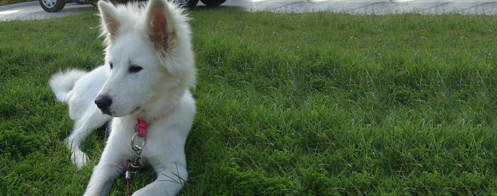 Dog standing beside a handler outdoors
