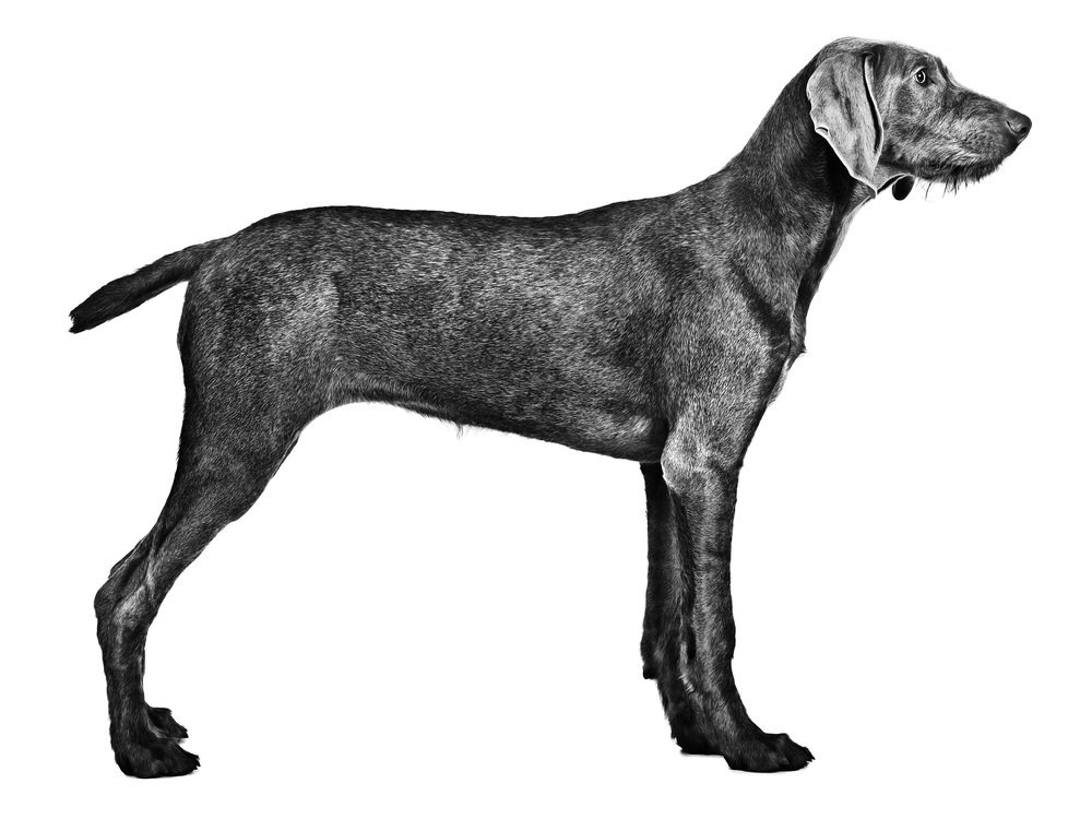 Slovakian Wirehaired Pointer portrait with wiry coat