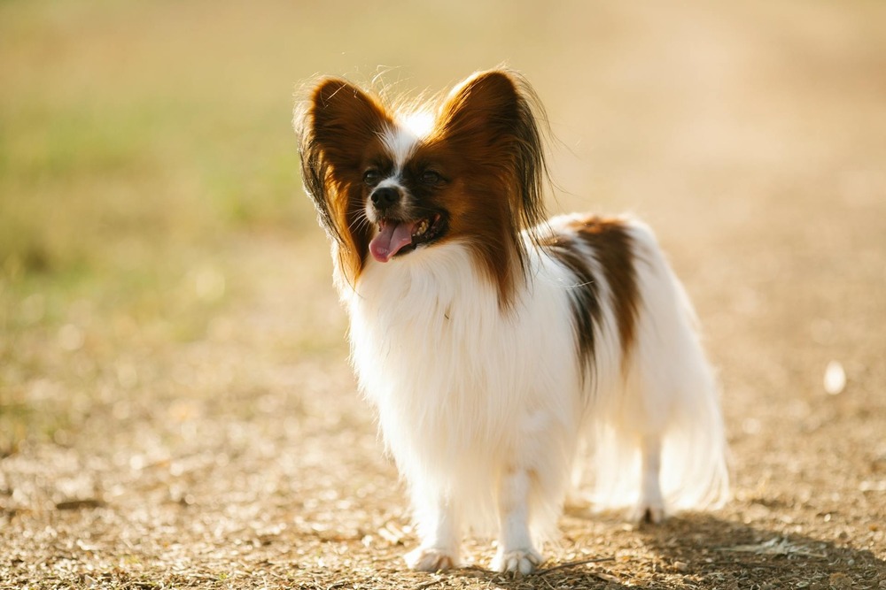 Papillon waiting calmly near food bowl
