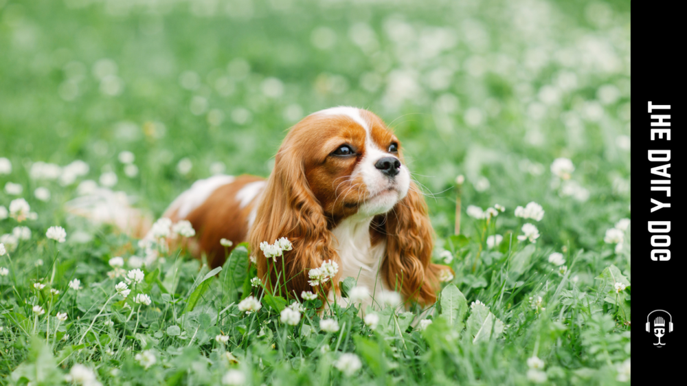 Close-up of a small spaniel face with feathered ears