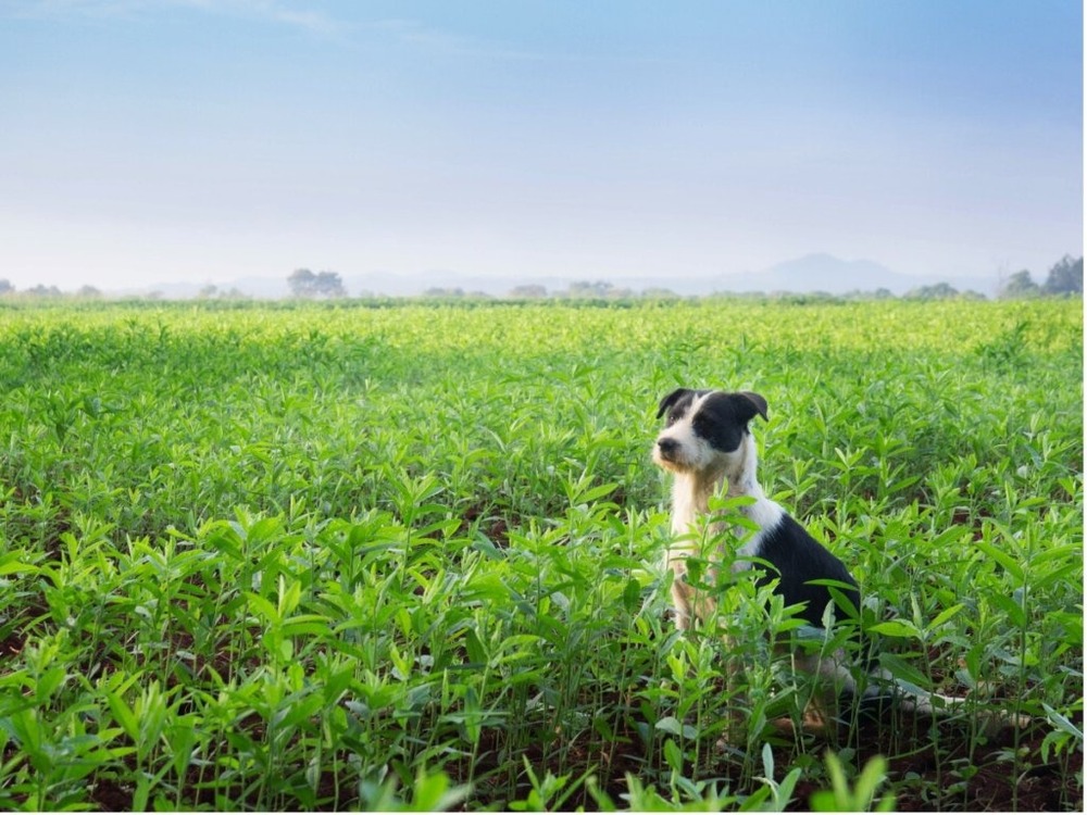 White Mucuchies dog outdoors