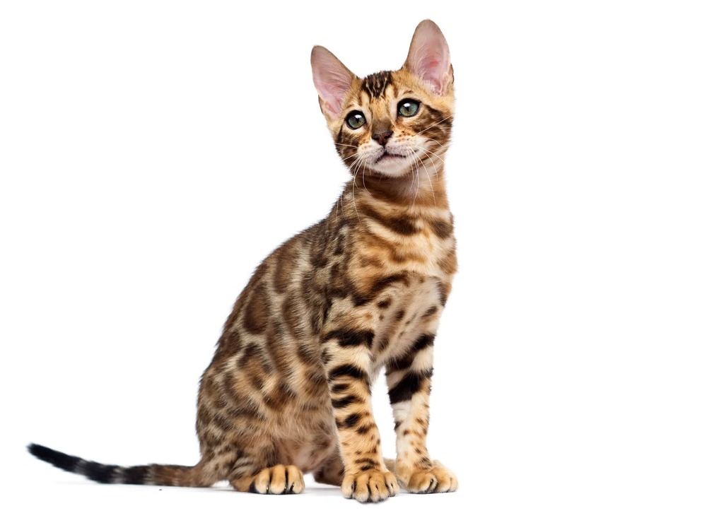 Golden Retriever resting on grass