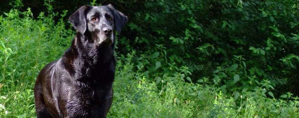 Cao de Castro Laboreiro side profile