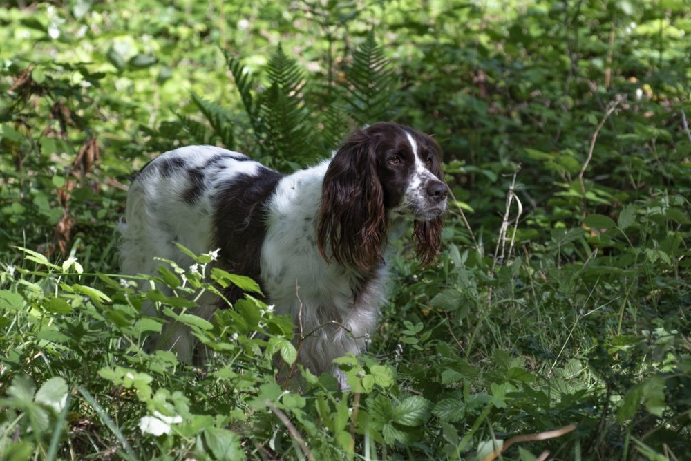 Epagneul Français close-up of head and ears