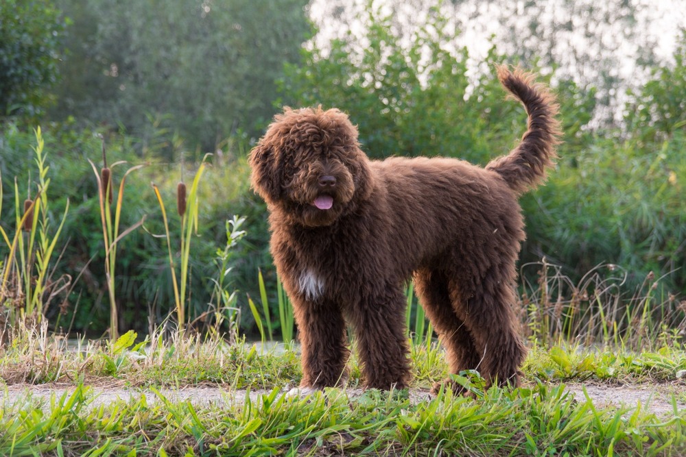 Barbet sitting calmly and looking attentive