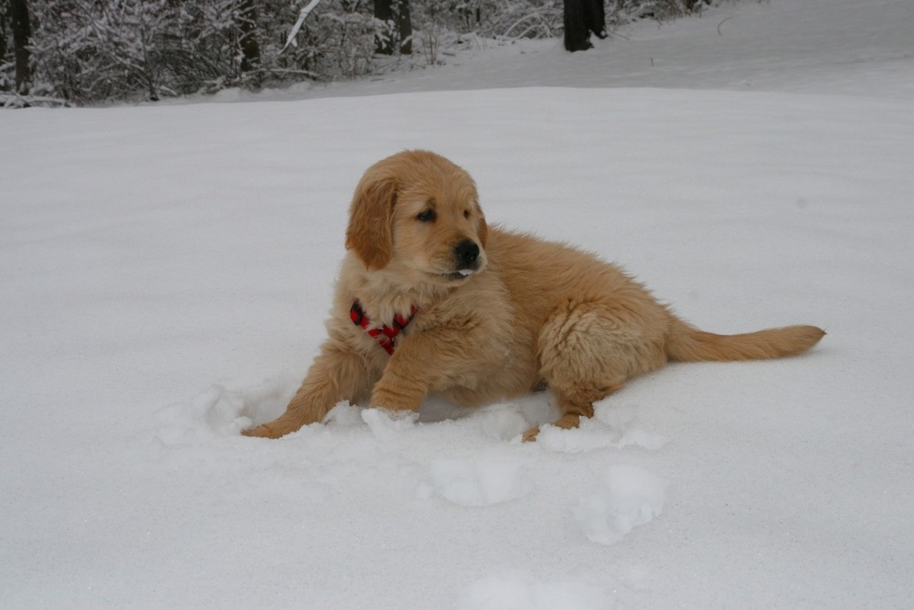 Dog resting calmly while an owner checks the gums