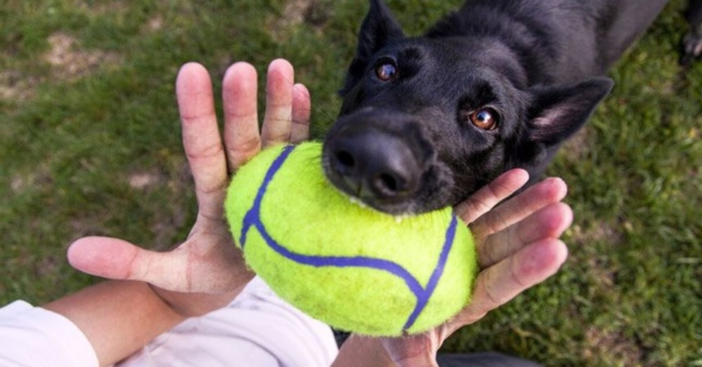 Dog resting in shade during an outdoor break
