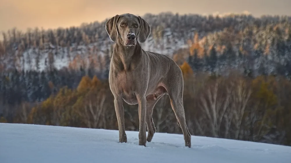 Weimaraner sitting outdoors in soft light