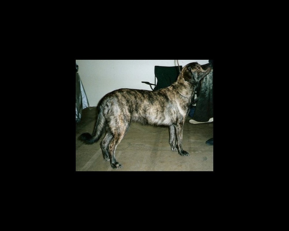 Close view of a Cão Fila de São Miguel head and coat