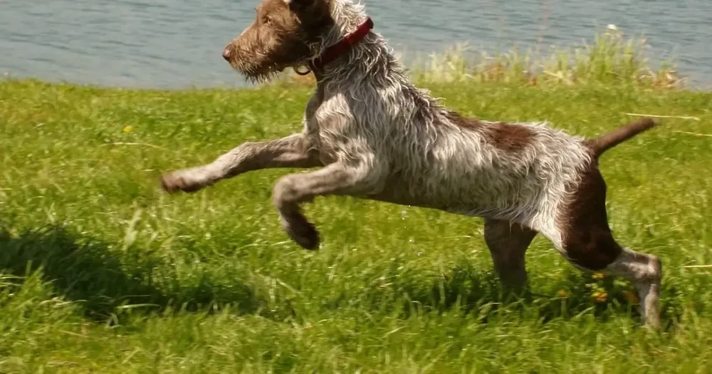 Slovakian Wirehaired Pointer standing outdoors