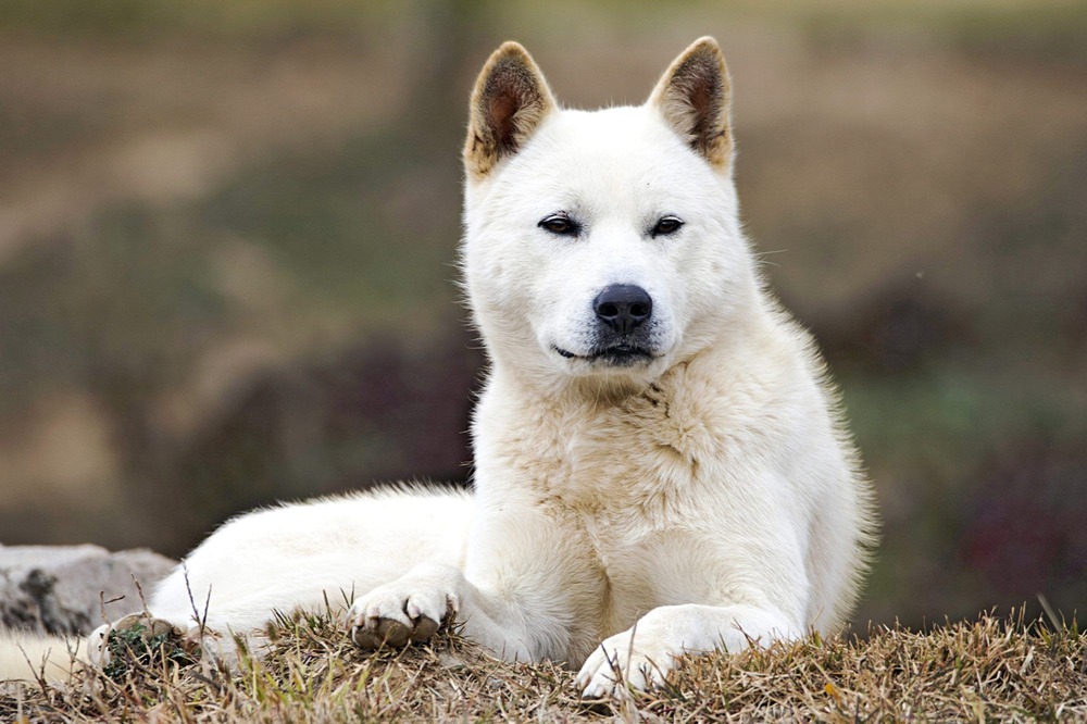 Korean Jindo sitting calmly outdoors