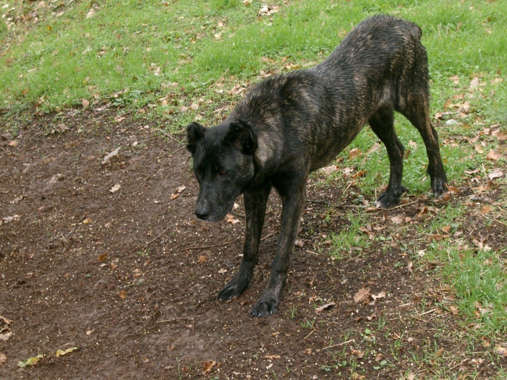 Dogo Sardesco walking on lead