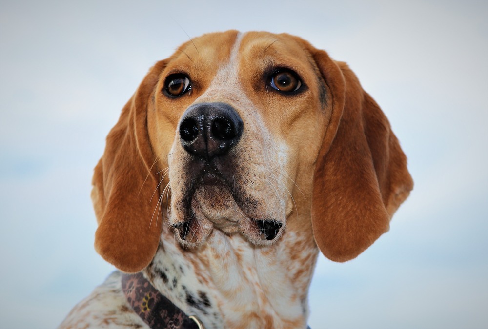 American English Coonhound sitting calmly