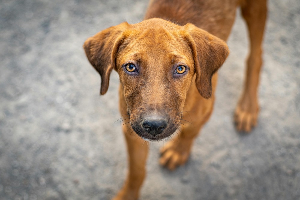 Levriero Sardo close up of head and shoulders