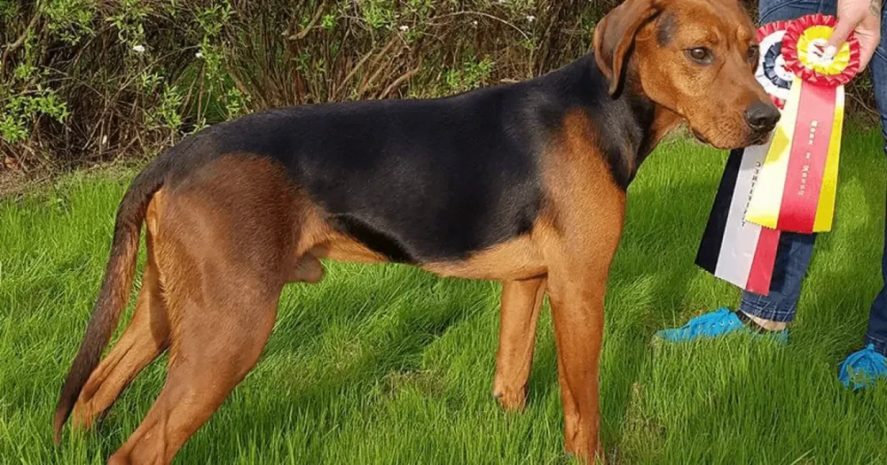 Schillerstovare on a forest path