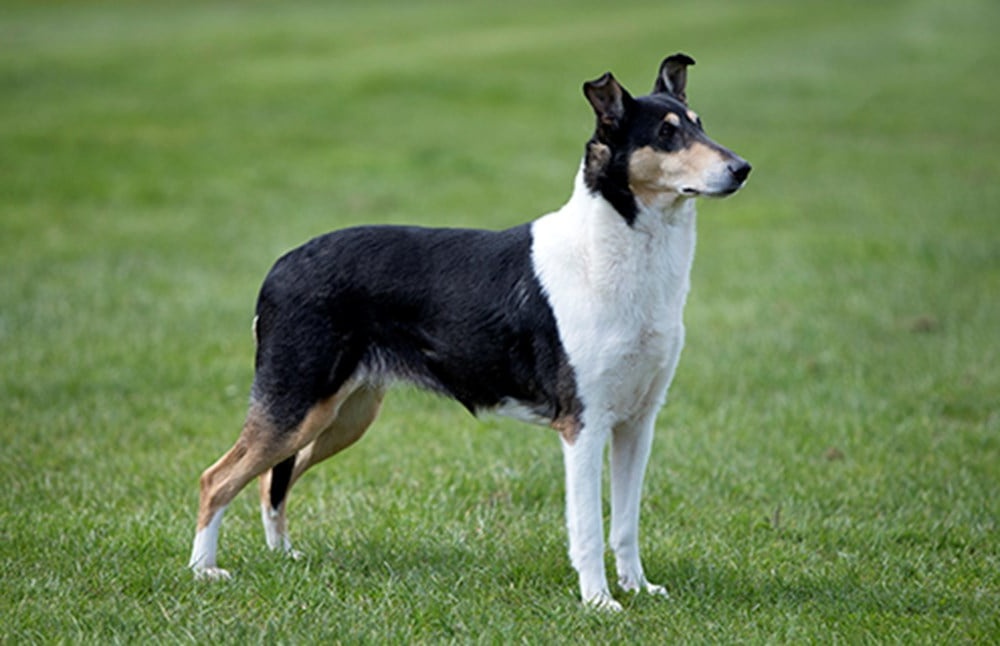 Smooth Collie looking attentive