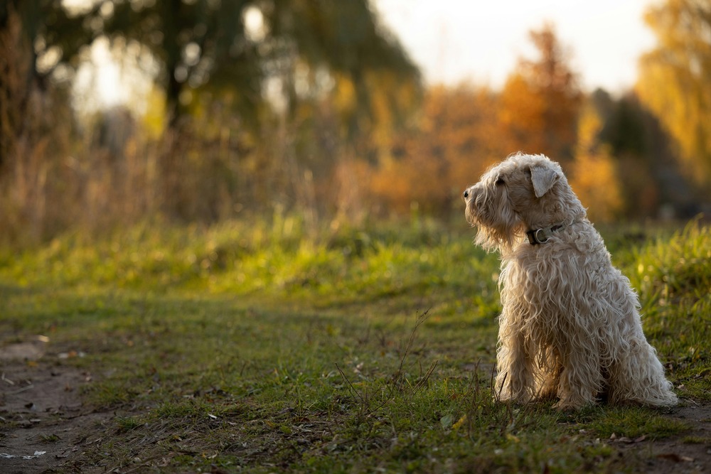 Terrier looking up attentively