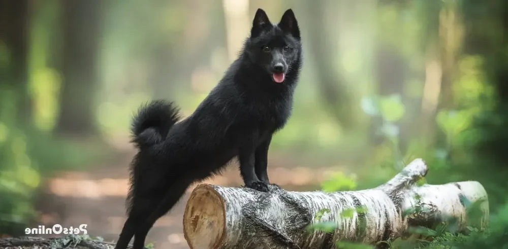 Schipperke outdoors looking alert