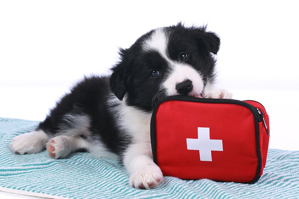 First aid being given to a dog outdoors