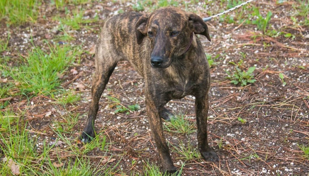 Segugio Maremmano standing outdoors