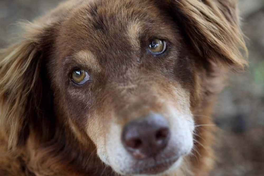 Owner offering a treat during calm training