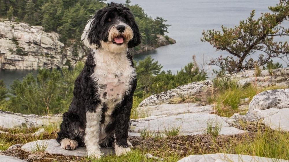 Portuguese Water Dog running on grass