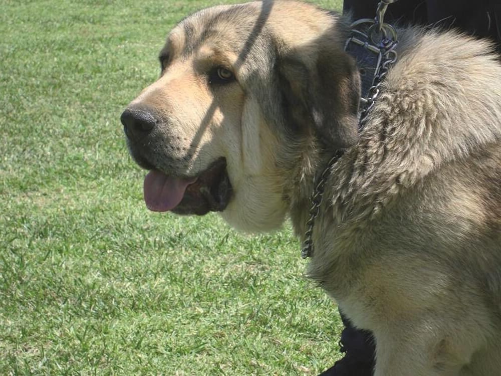 Large dog outdoors in warm weather