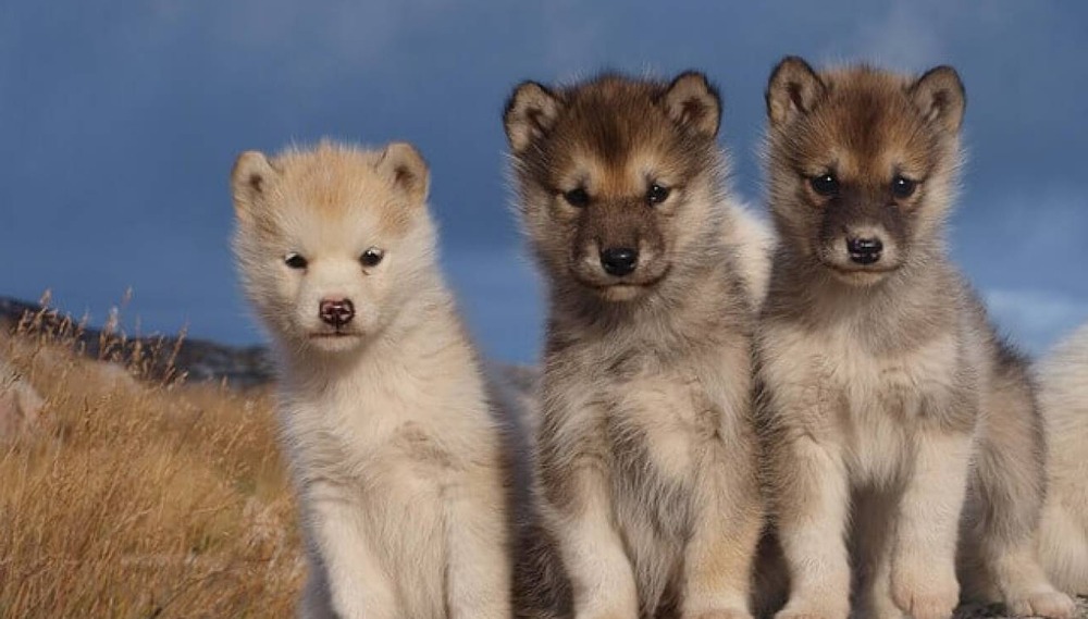 Greenland Dog resting on snow-like ground
