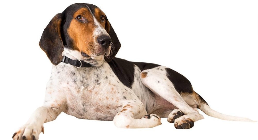 Treeing Walker Coonhound in a grassy setting