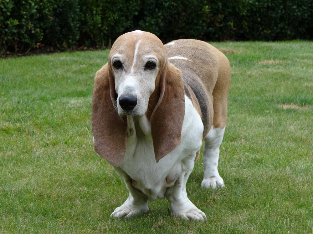 Basset Art&eacute;sien Normand close-up showing long ears
