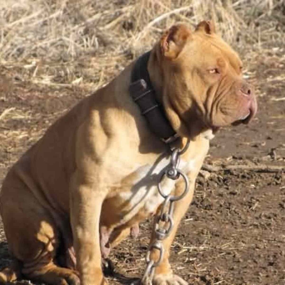 Muscular short coated dog outdoors