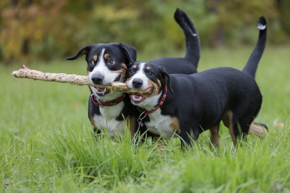 Entlebucher Mountain Dog standing outdoors