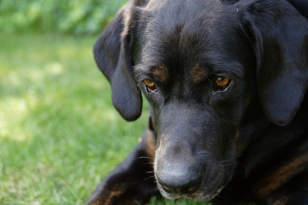 Shepherd dog watching attentively