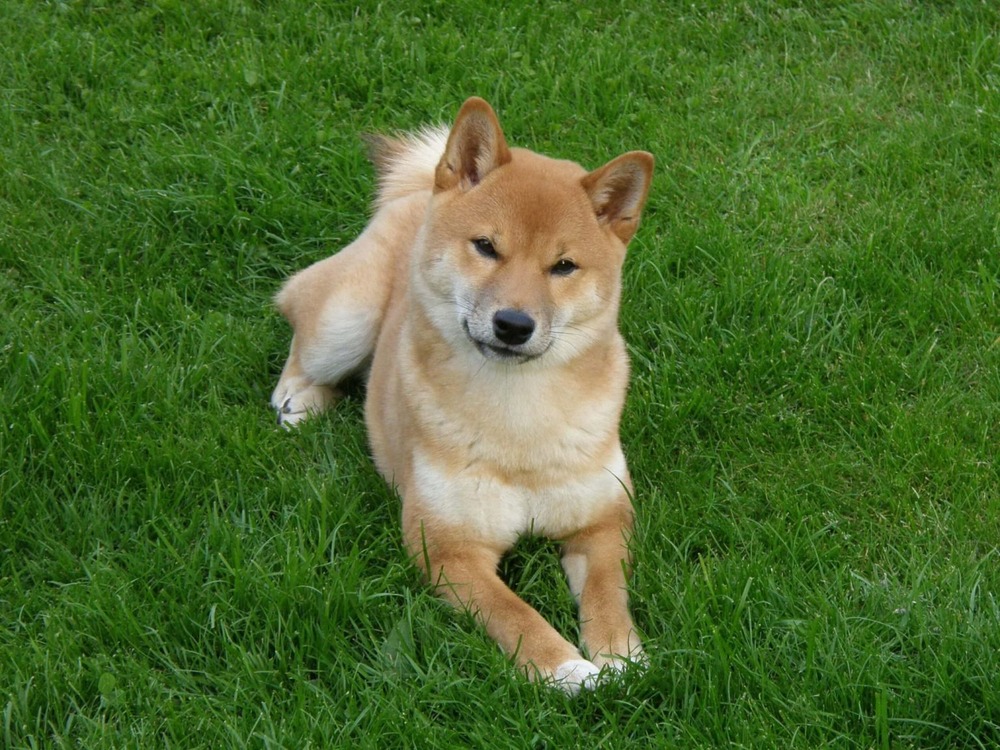 Hokkaido dog with thick double coat and curled tail